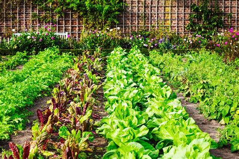 Veggie gardens. Things To Know About Veggie gardens. 